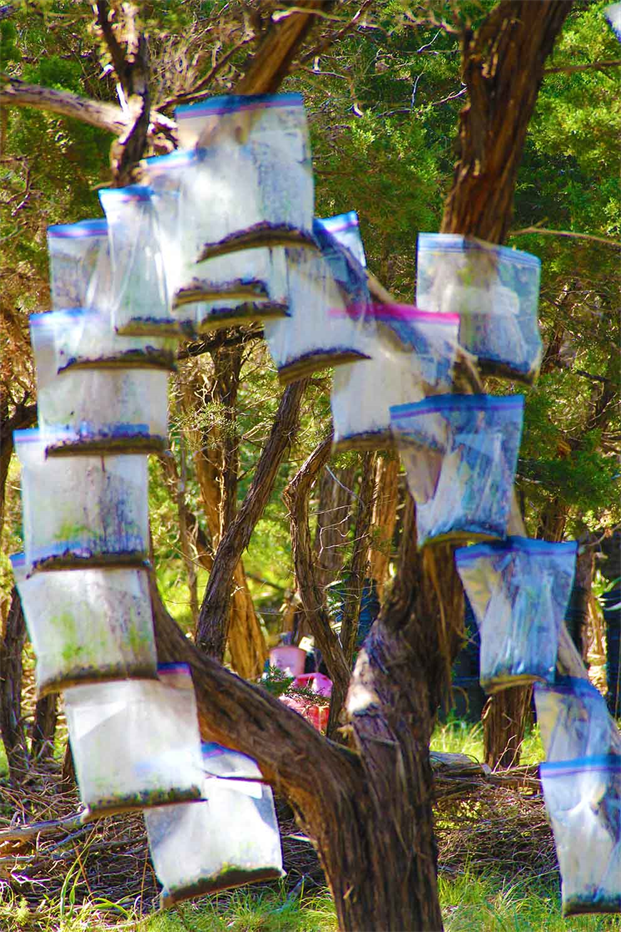 Aerial Agriculture
DAPACU invention To Reforest The Planet
In The Photo: 2020 Austin Texas Natural Works
This time with zip locking bags! www.Reforest.US